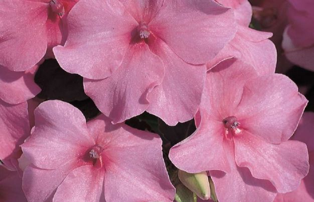 Accent Pink Impatiens