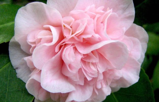 Camellia ‘Debutante’