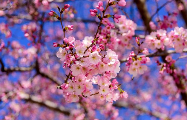 Cherry Blossom 