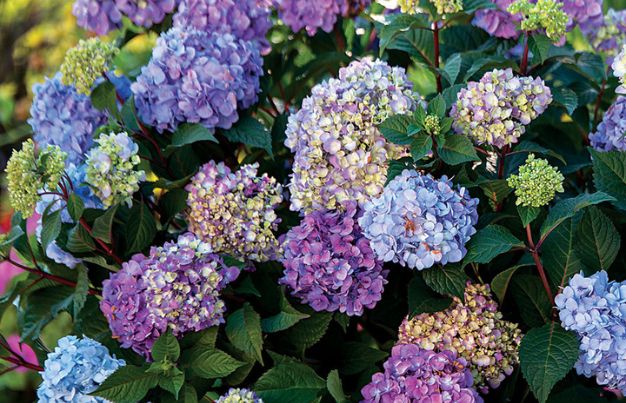 Endless Summer Hydrangea 