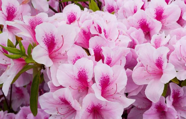 Formosa Azalea 