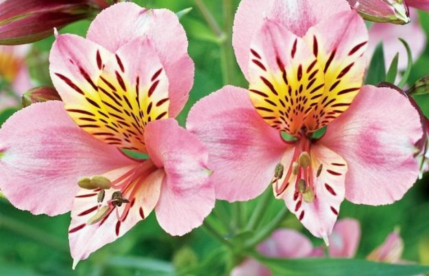 Pink Alstroemeria 