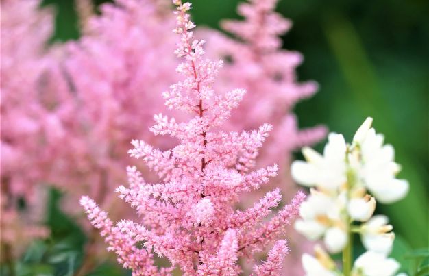 Pink Astilbe 