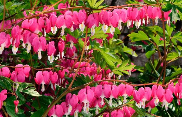 Pink Bleeding Heart