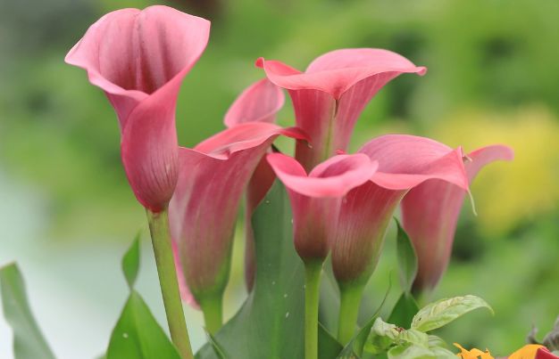 Pink Calla Lily