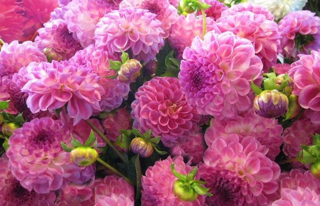 Pink Dahlia 