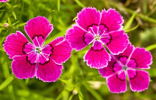 Pink Dianthus