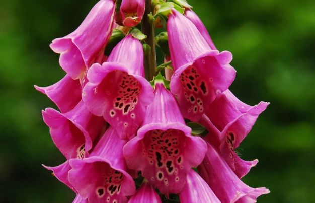 Pink Foxglove 