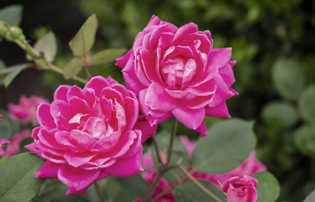Pink Knock Out Rose
