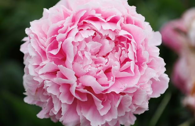 Sarah Bernhardt Peony