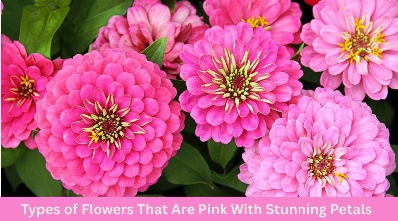 Types of Flowers That Are Pink With Stunning Petals