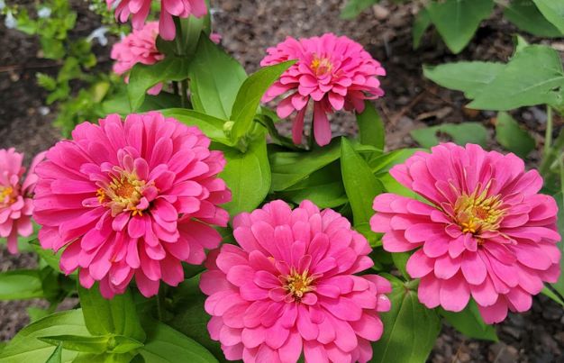 Zahara Pink Zinnia